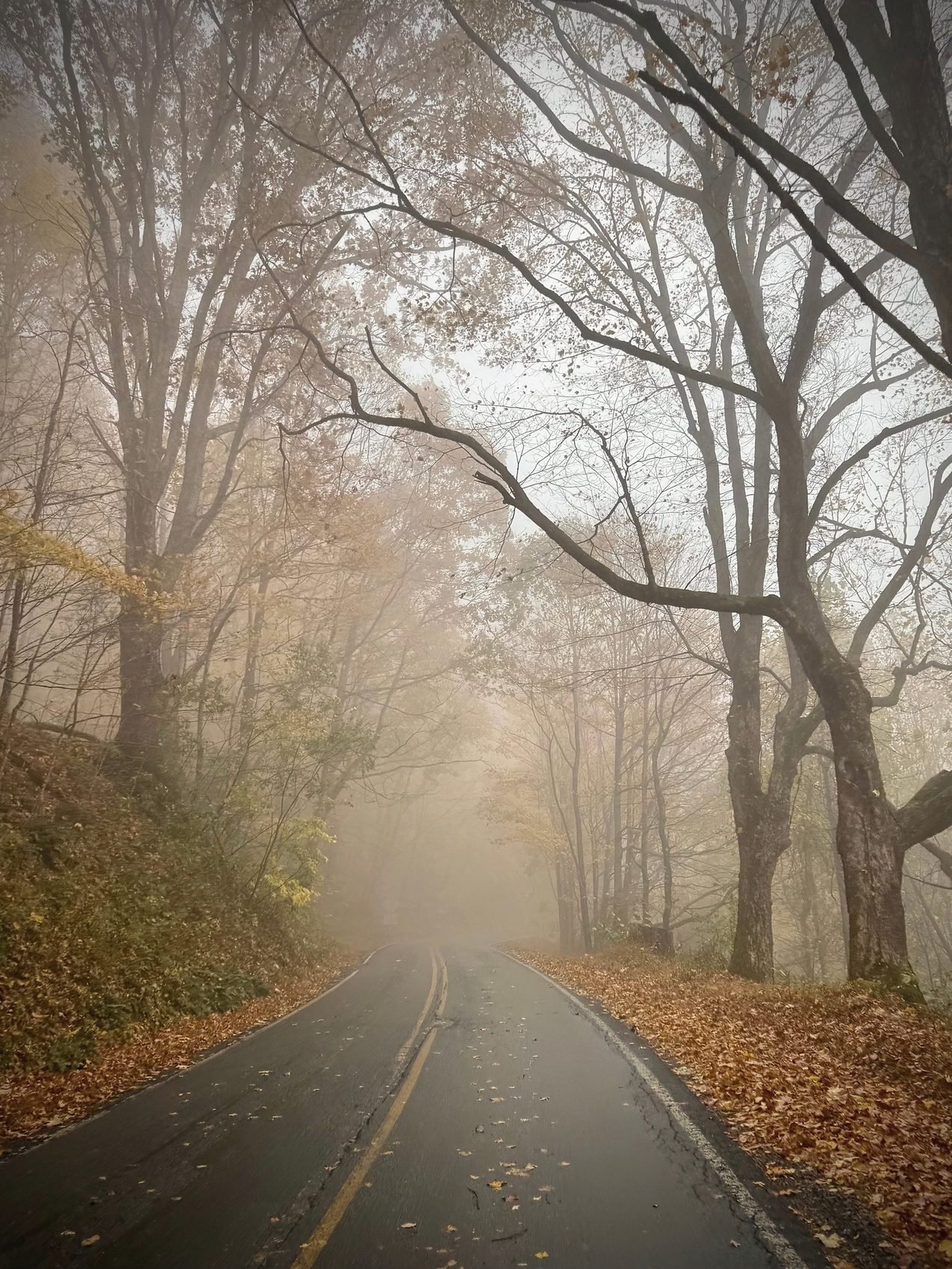 A leaf-covered mountain road disappearing into autumn fog