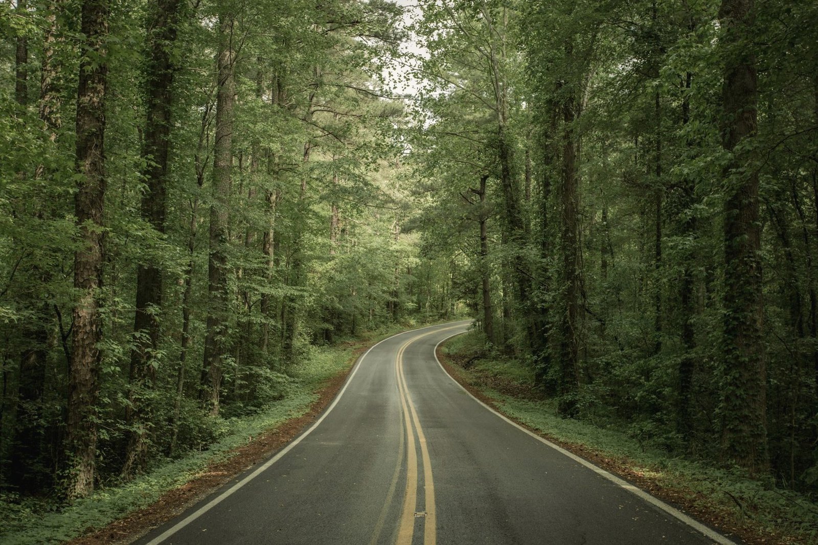 A two-lane road with a double yellow centre line curving through tall forest